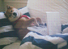 Tailz%2f54efa098 894a 420a 812b 54b3278d3d16 dogworking