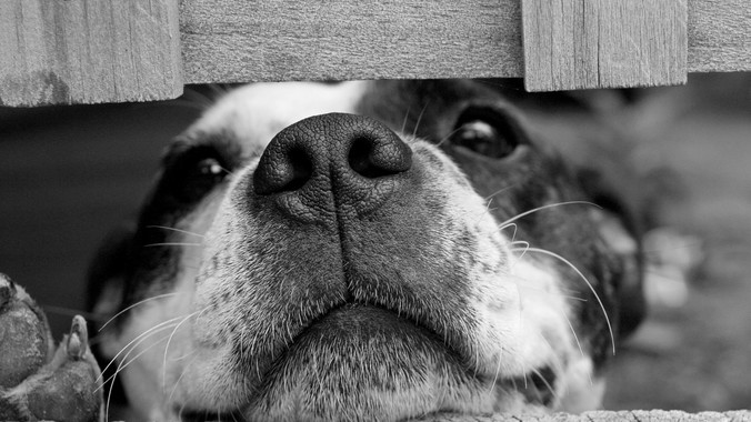 4e4be3f5ec82d1436c06af4c4a387317b856ced6 stolen dog