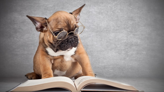 699038ebb135a9796ff2c7edb5bd0bc565a54ff2 dog read cover