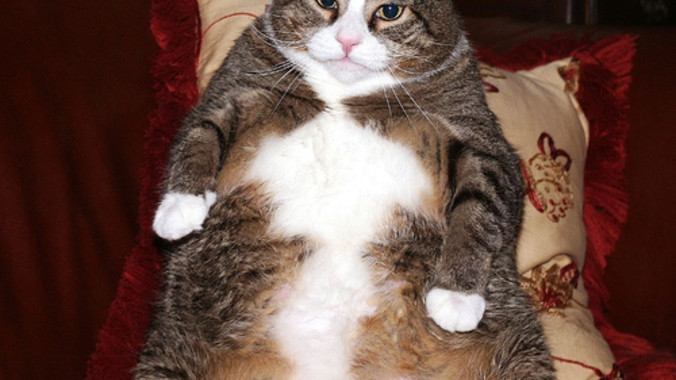 E214fa8ae86477d498357857de57ce3a608e524e fat cat10